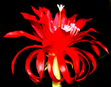 Epiphyllum blattkaktus ruby gebraucht kaufen  Deutschland