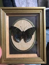 Collectable butterfly for sale  Ireland