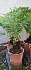 Tree fern dicksonia for sale  WELSHPOOL