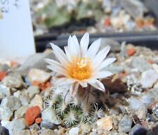 10 Turbinicarpus dickisoniae CACTUS seeds semi kakteen for sale  Shipping to South Africa