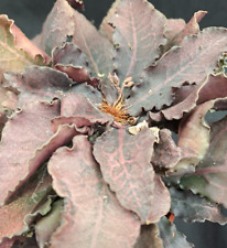Euphorbia francoisii crassicau usato  Casatenovo