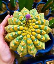 80001295 Cactus Cactus Cacti Astrophytum Yellow 5 Seeds Seeds for sale  Shipping to South Africa