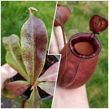 Variegated nepenthes globose for sale  Shipping to Ireland