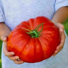 Tomate supersteak tomate d'occasion  Carquefou