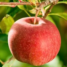 Jabłoń Topaz Odświeżający Drzewo owocowe Jabłko 80cm / 140cm na sprzedaż  PL
