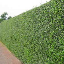 Green privet hedging for sale  UK
