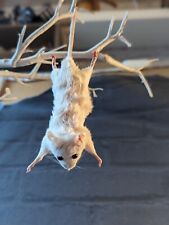 Taxidermy mouse bad for sale  CAMBRIDGE