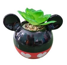 Mickey mouse succulent for sale  San Antonio