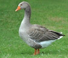 Toulouse goose hatching for sale  Charlotte