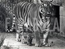 Vintage mamma tigre usato  Roma