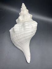 Florida Horse Conch Shell (Pleuroploca gigantea) 13 1/2" large seashell, used for sale  Shipping to South Africa