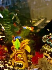 Live freshwater guppy for sale  Midland