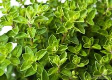 French thyme seeds for sale  Sanford