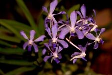 Orchids vanda falcated for sale  Shipping to Ireland