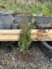 cedar trees for sale  KIDWELLY