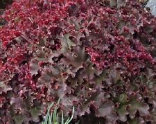 30+ Melting Fire Heuchera / Deer Reaistant Ground Cover Perennial Flower Seeds, used for sale  Shipping to South Africa