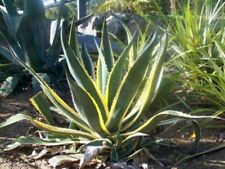 Agave americana variegata for sale  WELSHPOOL