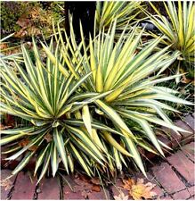 Needle palm yucca for sale  PRESTON