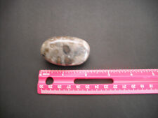 Michigan Petoskey Stone, Polished - 2" x 1-1/4", 2.4 oz., used for sale  Shipping to South Africa