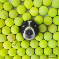 100 pelotas de tenis usadas - pelotas para perros de bajo costo - envío gratuito - ahorra un 10%, usado segunda mano  Embacar hacia Argentina
