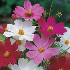 Cosmos sonata mix for sale  BRISTOL