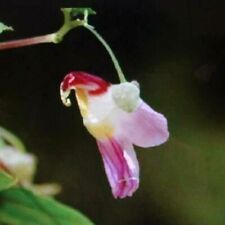 Semi pappagallo orchidea usato  Reggio Calabria