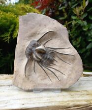 Fossil trilobite dicranurus for sale  WREXHAM