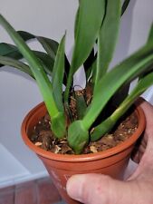 Orchidée maxillaria rufescens d'occasion  Parthenay