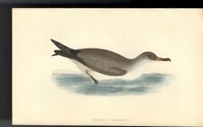 Ornitologia cinereous shearwat usato  Latina