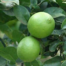 Mexican key lime for sale  Ochlocknee