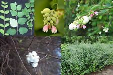 Snowberry shrub symphoricarpos for sale  Elko