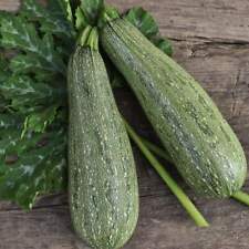 Grey zucchini summer for sale  Deltona