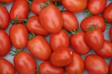 Romatomate pomodoro roma gebraucht kaufen  Bayreuth