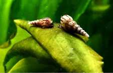 Malaysian trumpet snails for sale  Concord