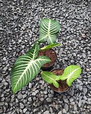 Xanthosoma Lindenii Magnificum Plants for sale  Shipping to South Africa