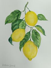 Citrons lemon citrus d'occasion  Montbéliard
