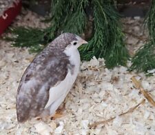 Chinese button quail for sale  UK