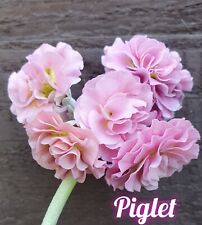 Primula auricula piglet for sale  FLINT