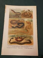 Original chromolithograph zool for sale  BOURNEMOUTH