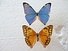 Entomologie morphinae morpho d'occasion  Cuise-la-Motte