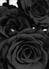 25pc black rose for sale  Goldsboro