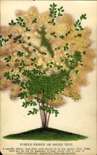 1880s color botanical for sale  Hilton Head Island