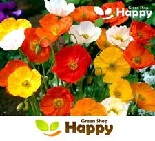 Iceland poppy artists for sale  DONCASTER