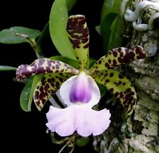 Cattleya aclandiae var. d'occasion  Paris XV