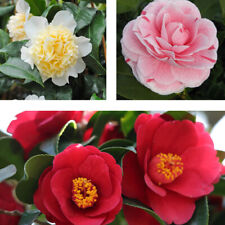 Camellia jap. collection for sale  IPSWICH