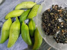 Inka gurke cyclantera gebraucht kaufen  Salgen