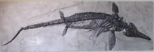 ichthyosaur for sale  Cedar Rapids