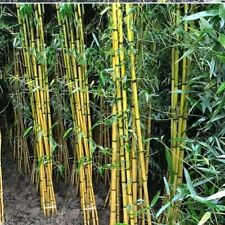 Bamboo vulgaris schrad for sale  Raeford