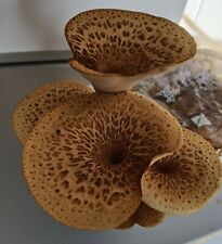 Dryad saddle pheasants for sale  DUNDEE