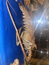 Spiny lobster specimen for sale  Portland
